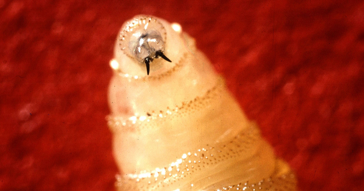 Primeiro caso de infestação por berne do Novo Mundo confirmado nos EUA