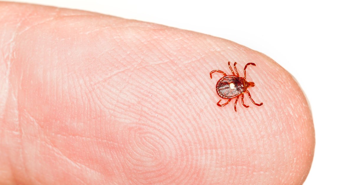 Primeira fatalidade por síndrome alfa-gal após consumo de carne de mamíferos é documentada